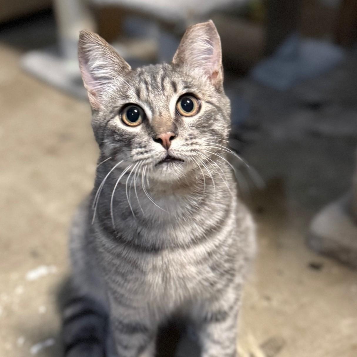 Bear, Adoptable, Young Male Domestic Short Hair.
