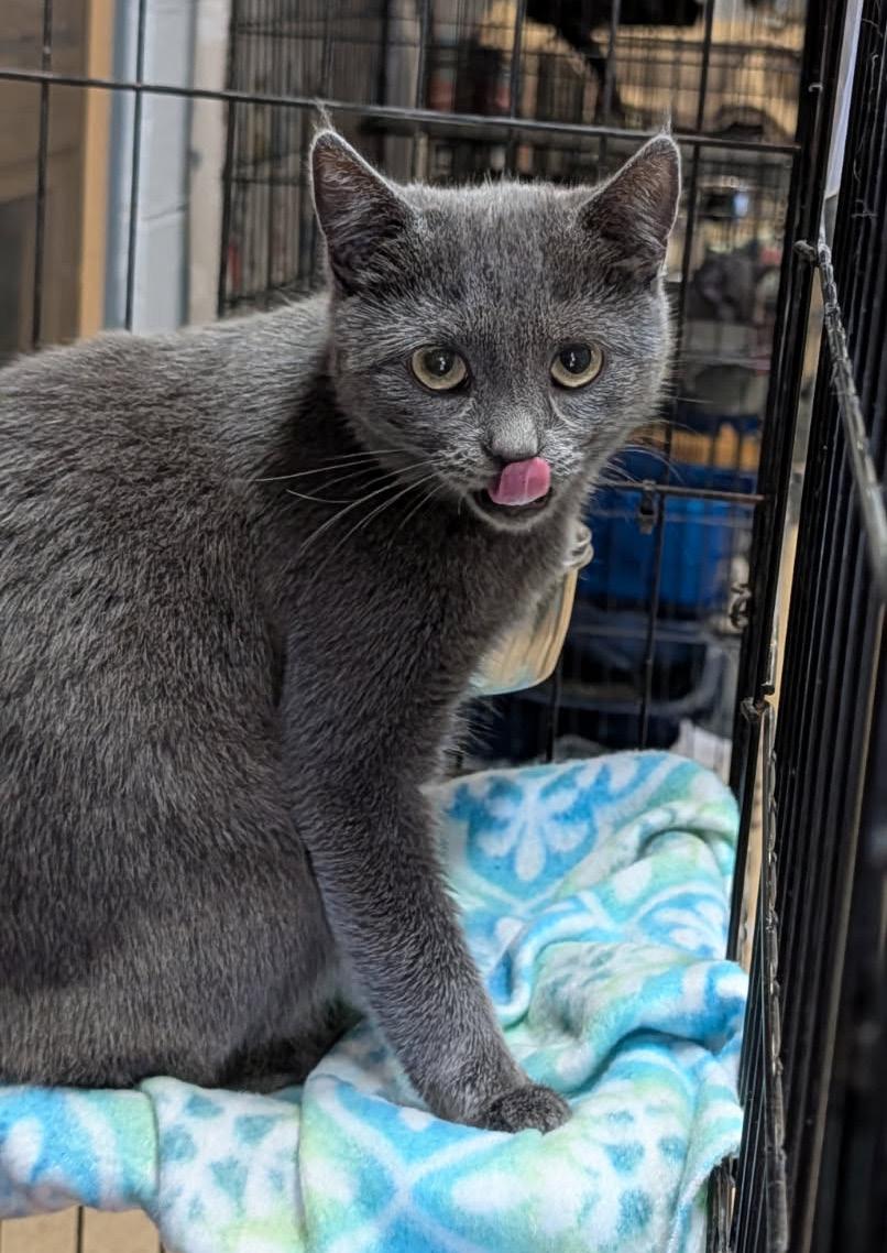 Omni (Spayed) (Photos July 17th 2026), an adopted Domestic Short Hair in Marietta, OH image 3/6