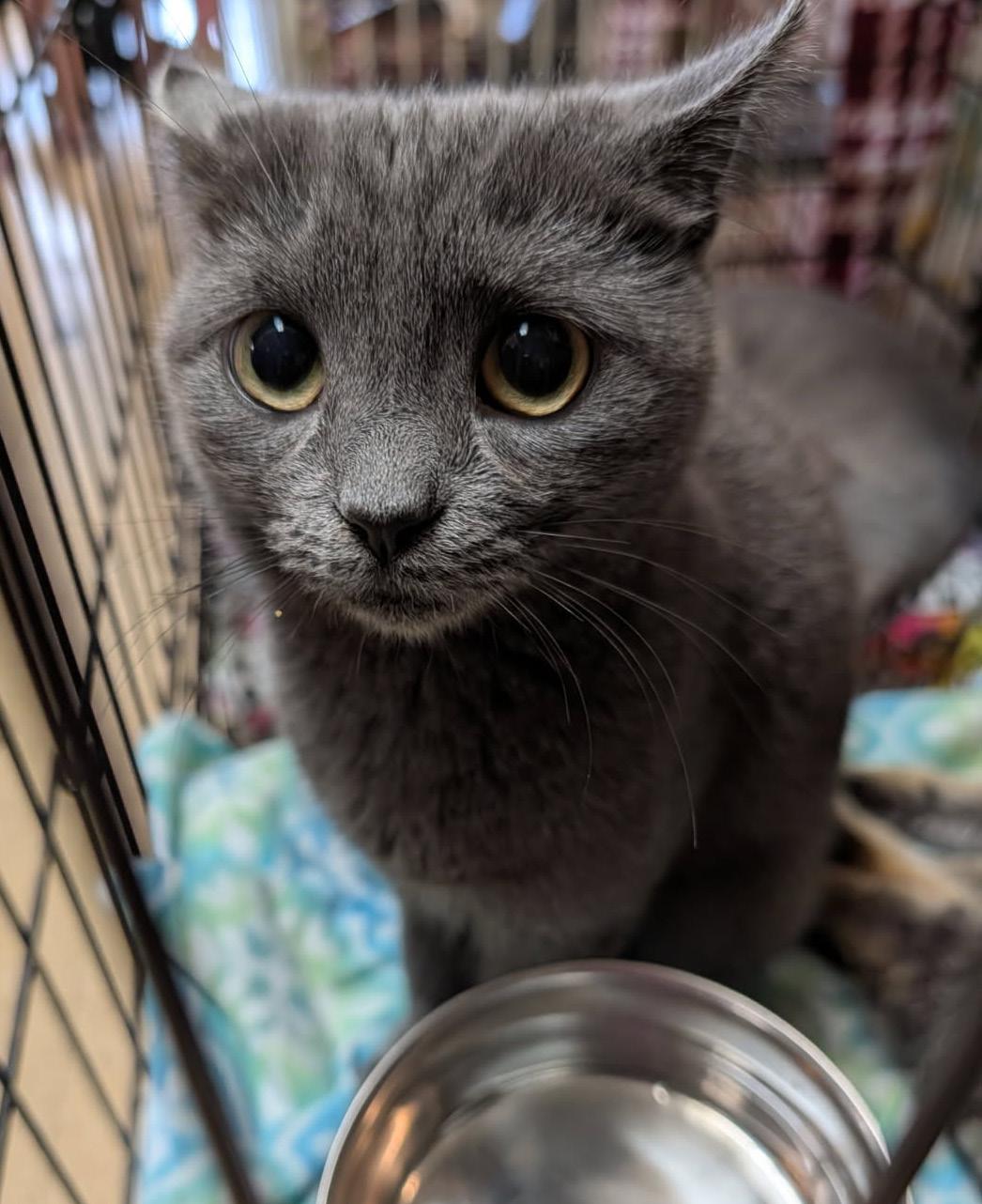Omni (Spayed) (Photos July 17th 2026), an adopted Domestic Short Hair in Marietta, OH image 6/6