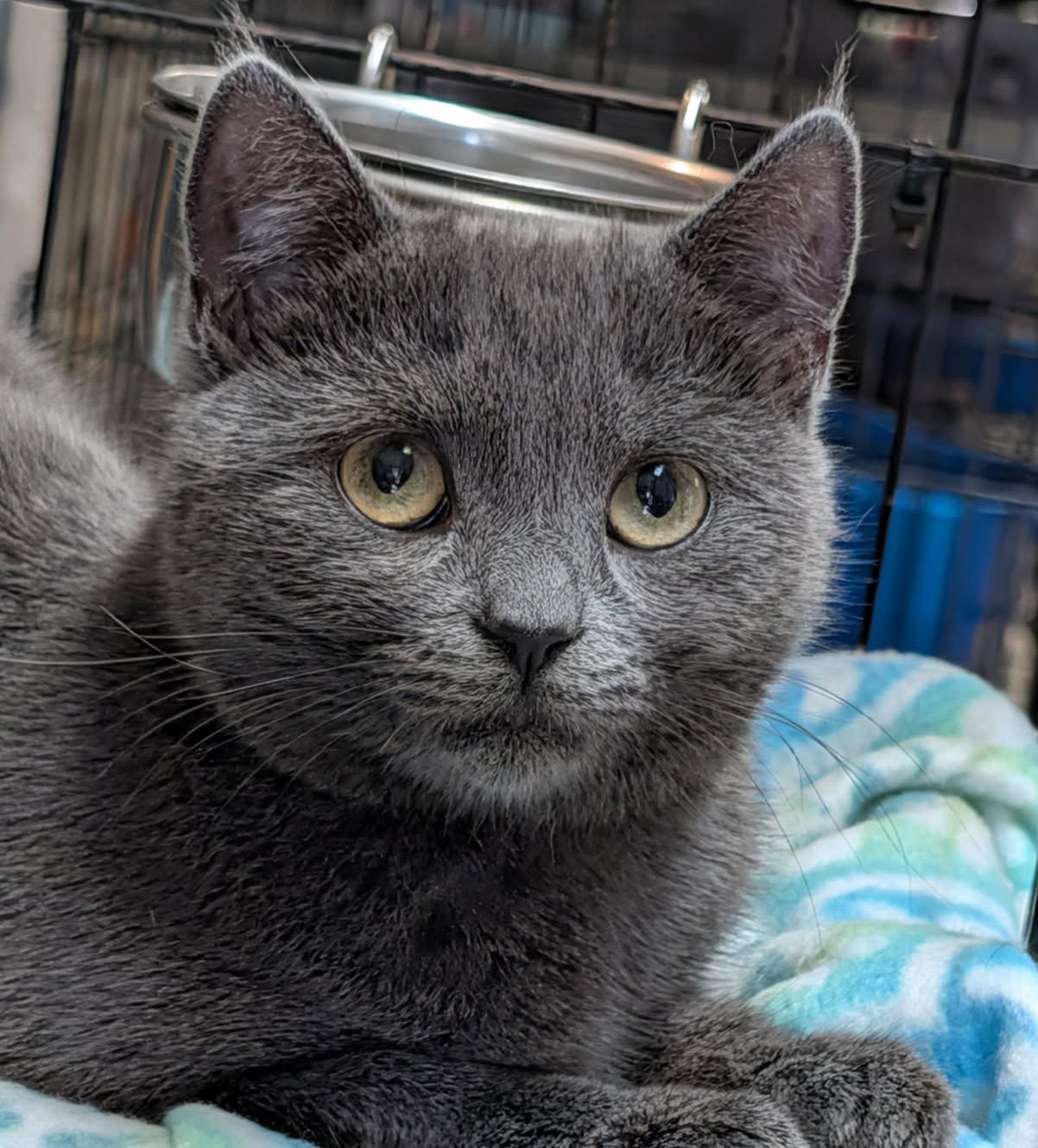 Omni (Spayed) (Photos July 17th 2026), an adopted Domestic Short Hair in Marietta, OH image 2/6