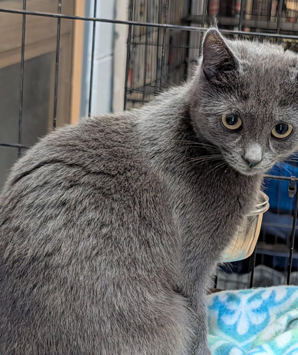 Omni (Spayed) (Photos July 17th 2026), an adopted Domestic Short Hair in Marietta, OH image 4/6