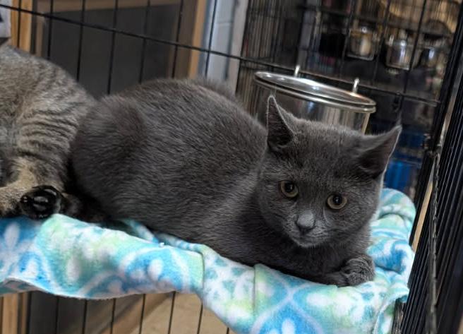 Omni (Spayed) (Photos July 17th 2026), an adopted Domestic Short Hair in Marietta, OH image 5/6