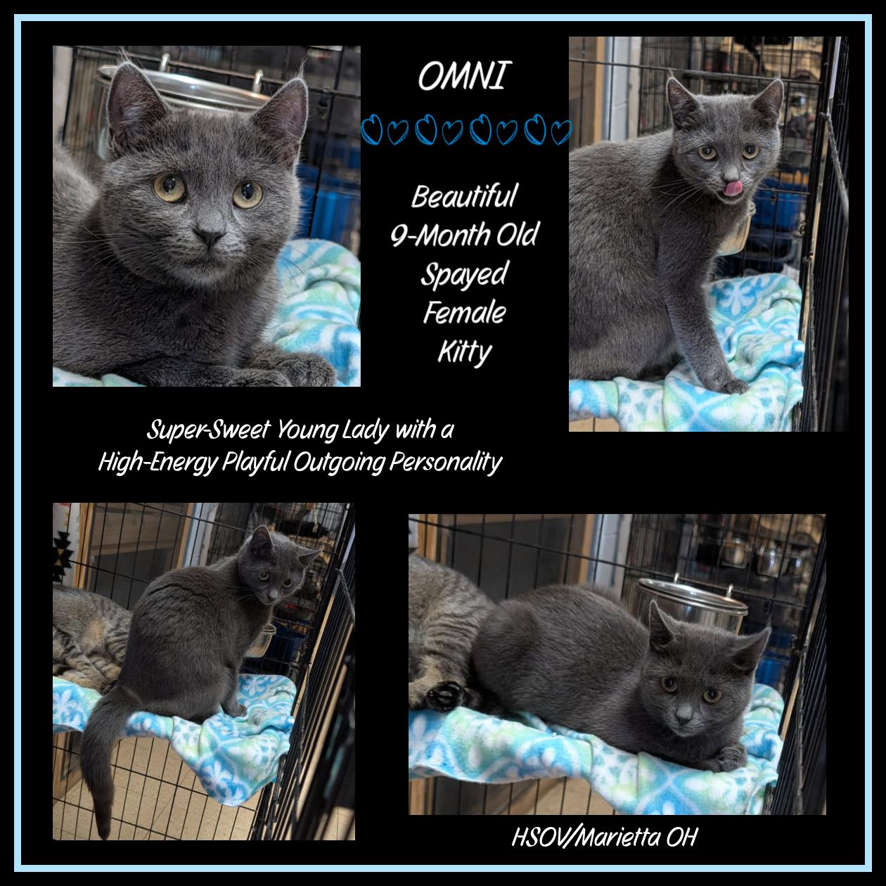 Omni (Spayed) (Photos July 17th 2026), adopted, Young Female Domestic Short Hair.