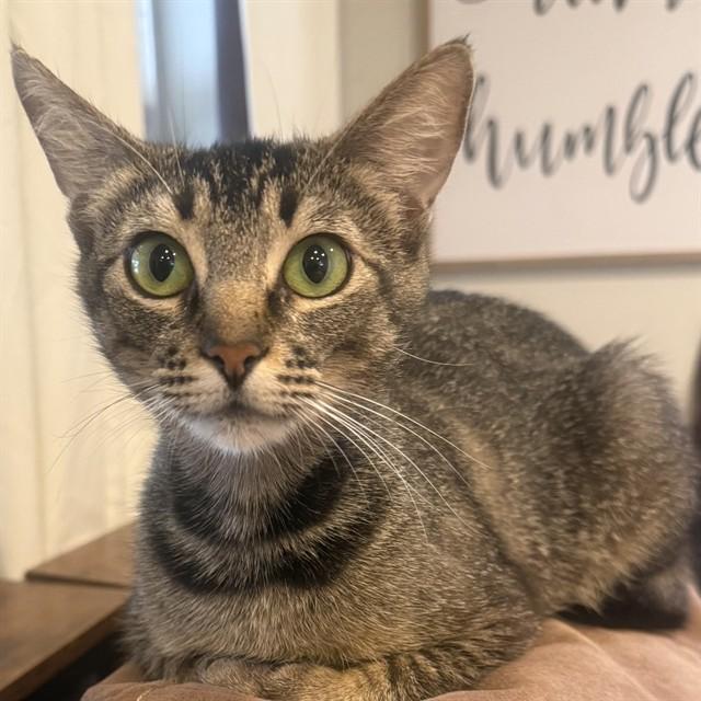IVY, Adoptable, Young Female Domestic Short Hair.