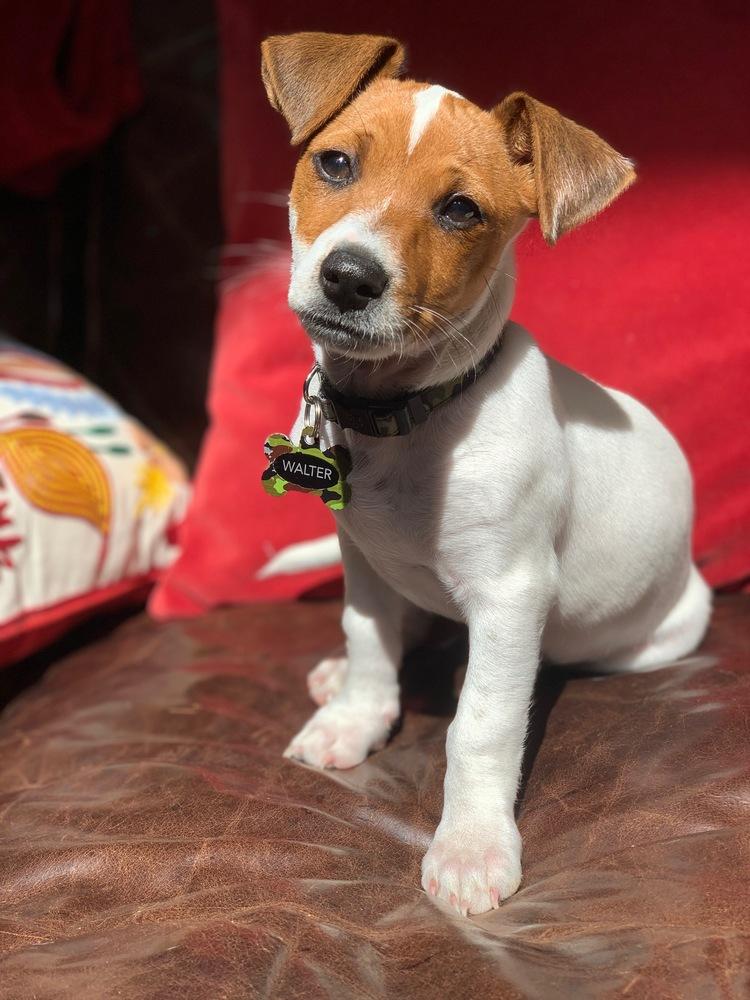 Enlarge Walter Beans, a Adopted mixed breed in Lafayette, CO image 1/2