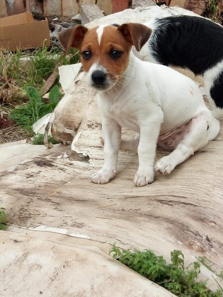 Enlarge Walter Beans, a Adopted mixed breed in Lafayette, CO image 2/2