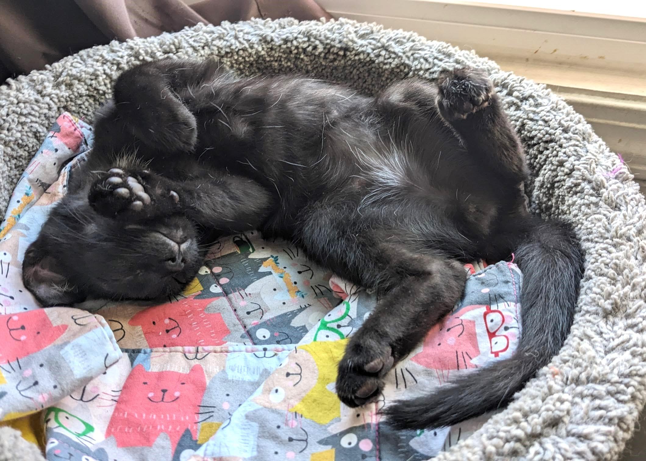 Enlarge Chronos (A142848), a Adopted Domestic Short Hair in Burbank, CA image 5/6