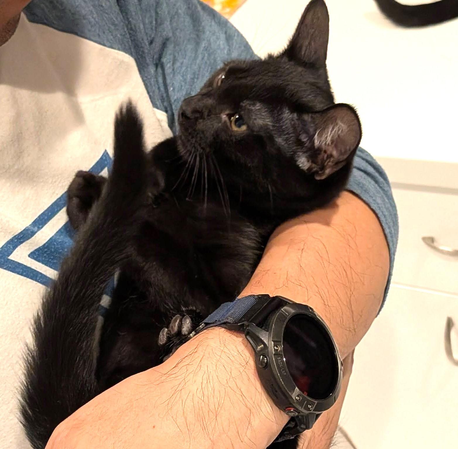 Enlarge Chronos (A142848), a Adopted Domestic Short Hair in Burbank, CA image 4/6