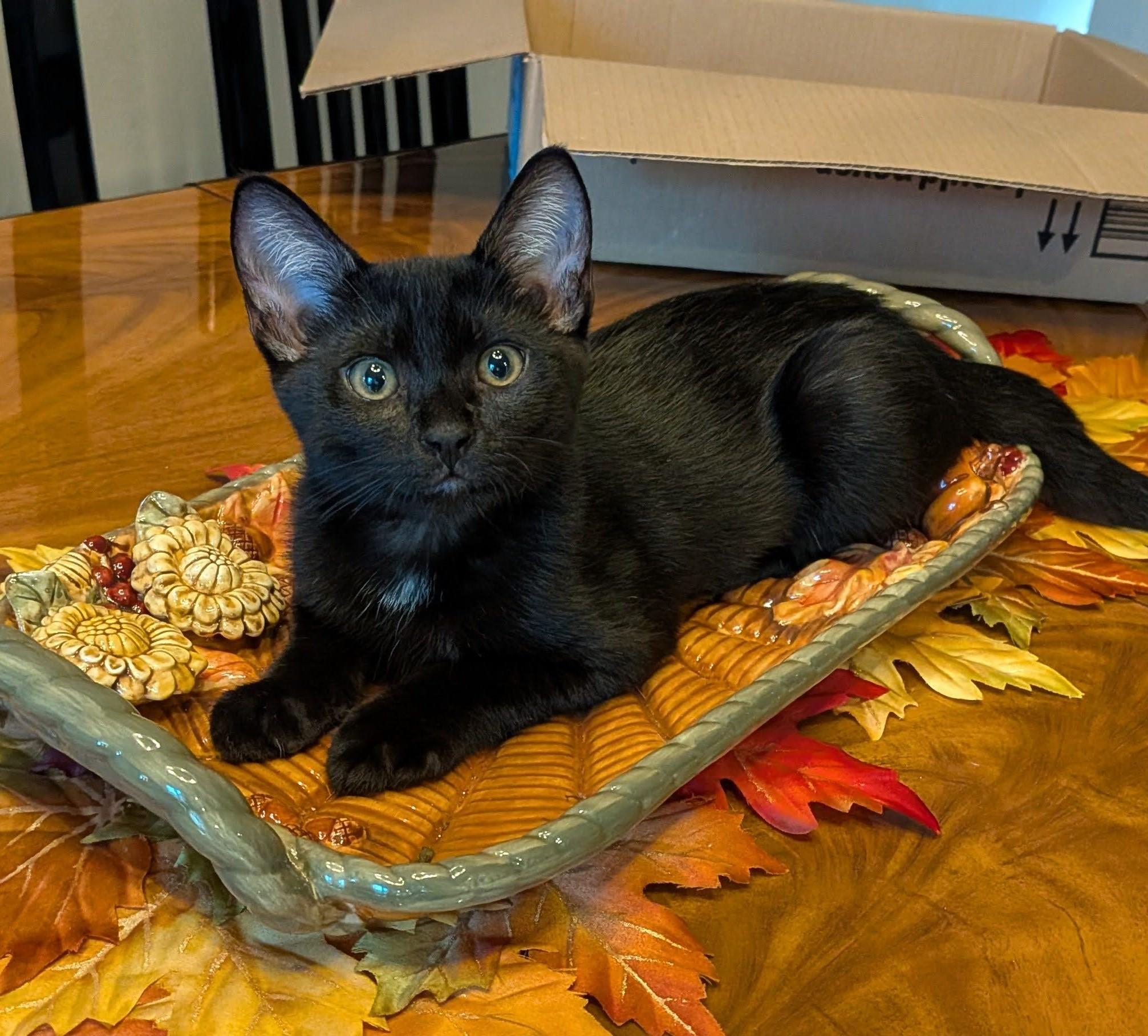 Enlarge Chronos (A142848), a Adopted Domestic Short Hair in Burbank, CA image 1/6