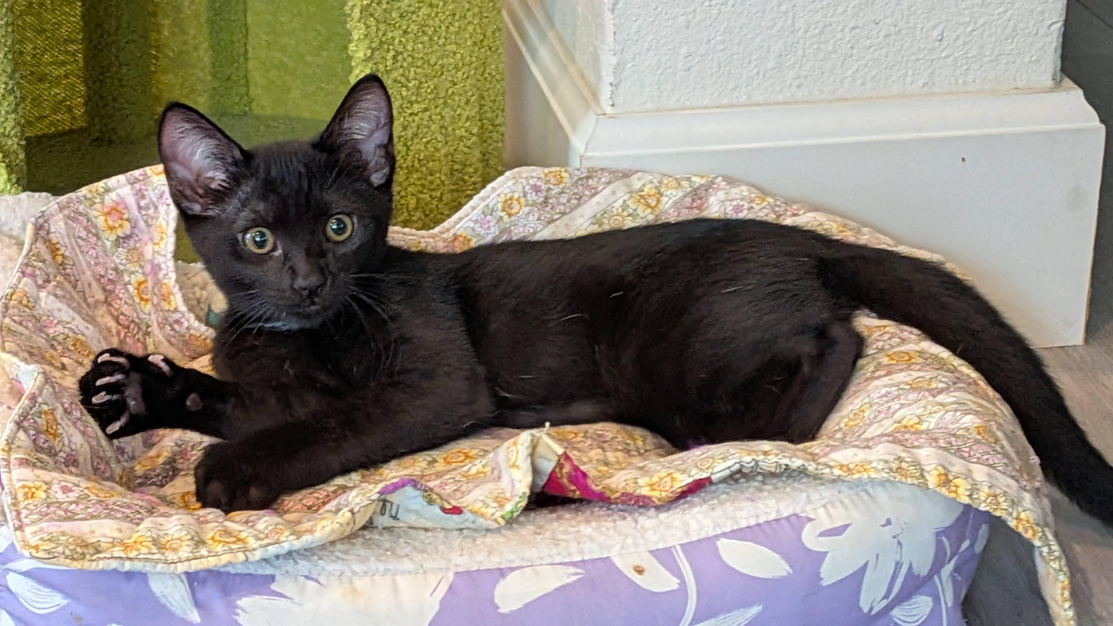 Enlarge Chronos (A142848), a Adopted Domestic Short Hair in Burbank, CA image 2/6