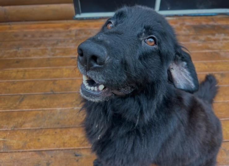 Enlarge Bandit, a Adoptable mixed breed in Calgary, AB image 2/4