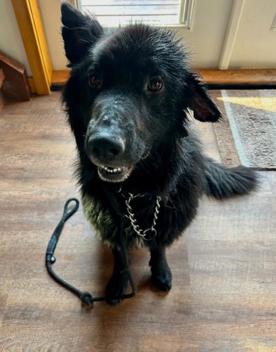 Enlarge Bandit, a Adoptable mixed breed in Calgary, AB image 1/4