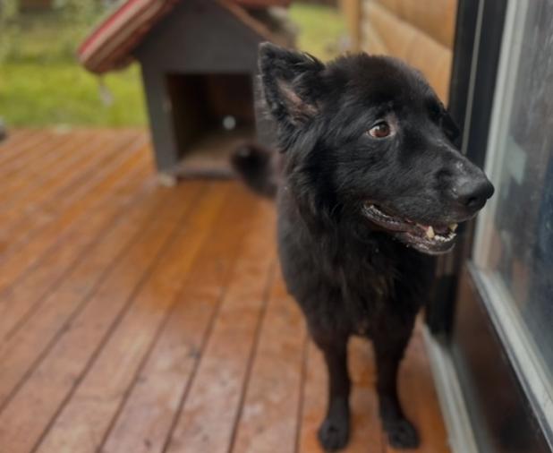 Enlarge Bandit, a Adoptable mixed breed in Calgary, AB image 3/4