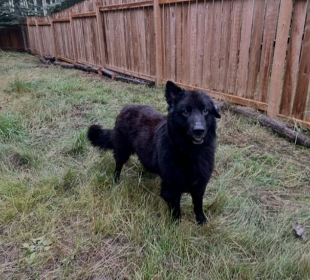 Enlarge Bandit, a Adoptable mixed breed in Calgary, AB image 4/4