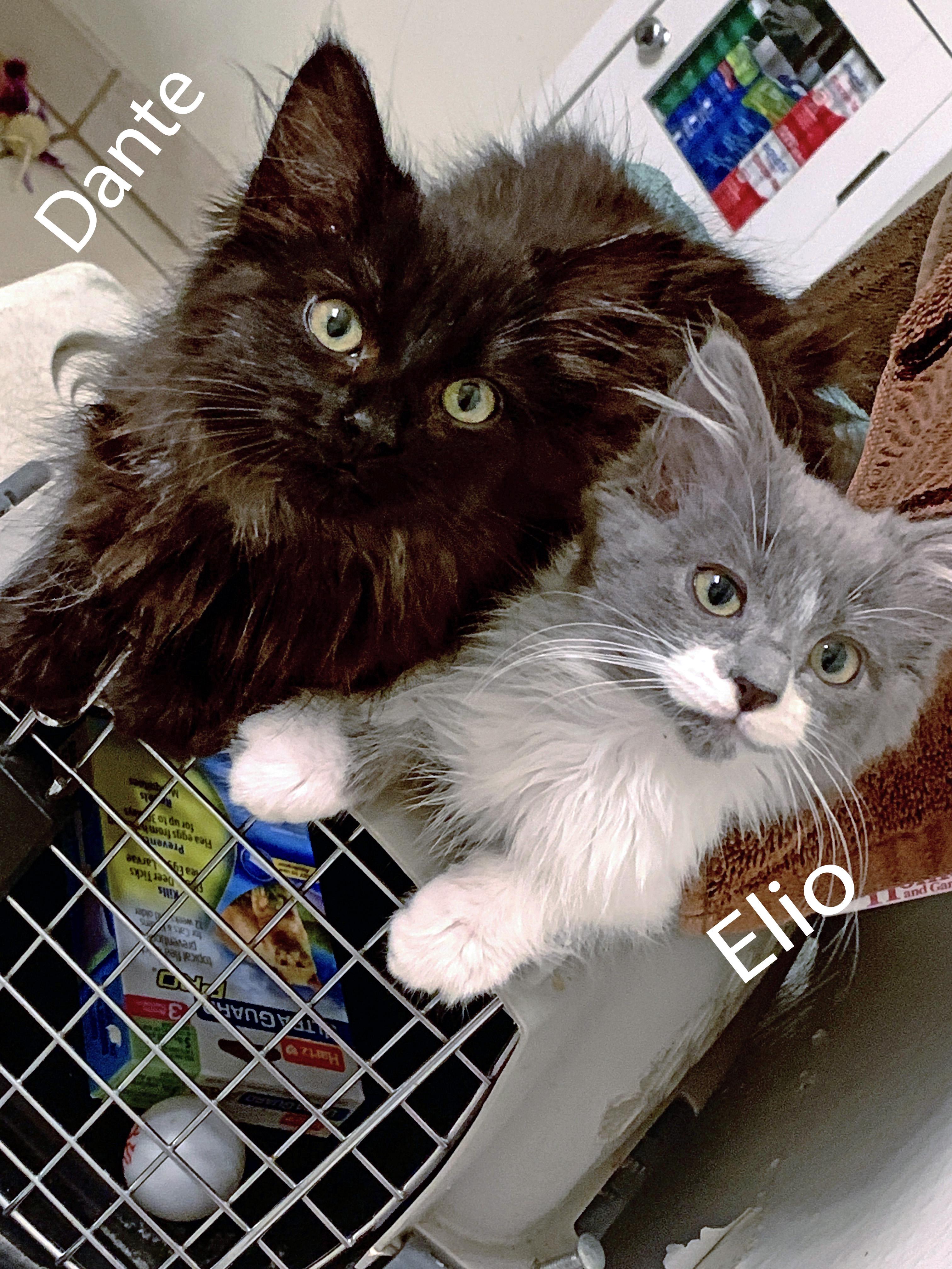 Elio