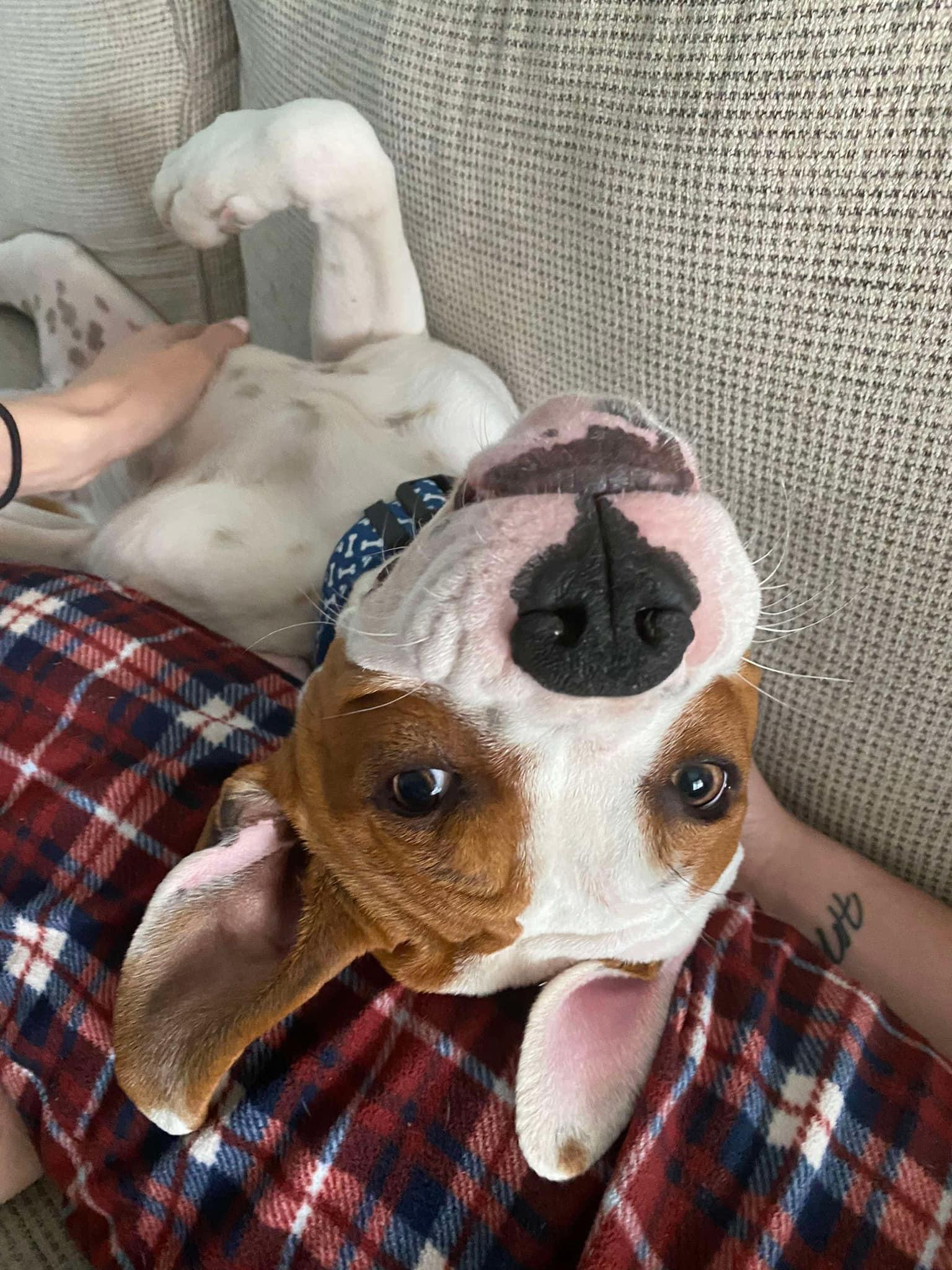 Prince, a Adoptable mixed breed in Yukon, OK image 2/4