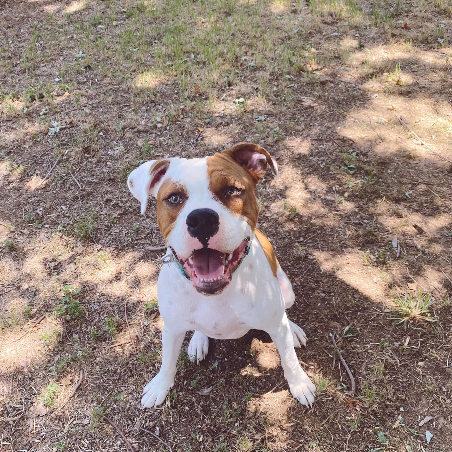 Prince, a Adoptable mixed breed in Yukon, OK image 1/4