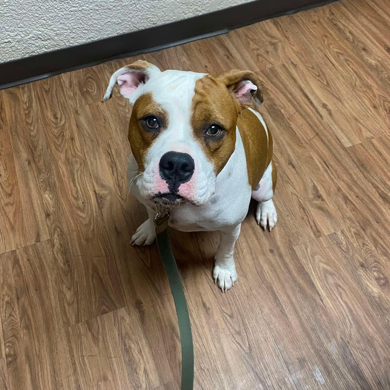 Prince, a Adoptable mixed breed in Yukon, OK image 3/4