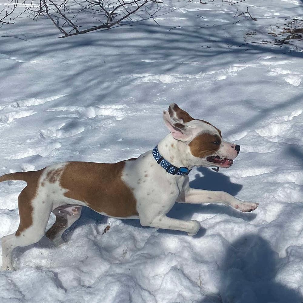 Prince, Adoptable, Adult Male Pit Bull Terrier.