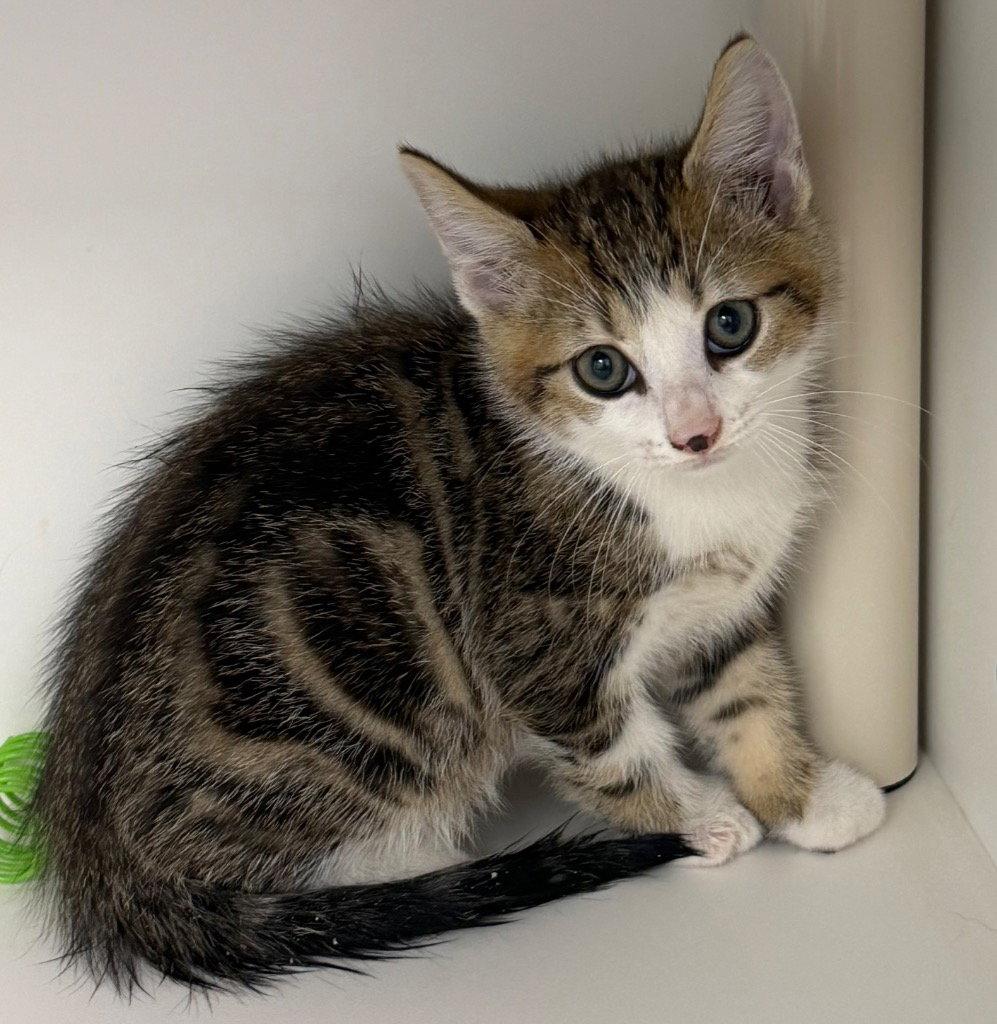 26-262 Astro, Adoptable, Kitten Male Domestic Short Hair.