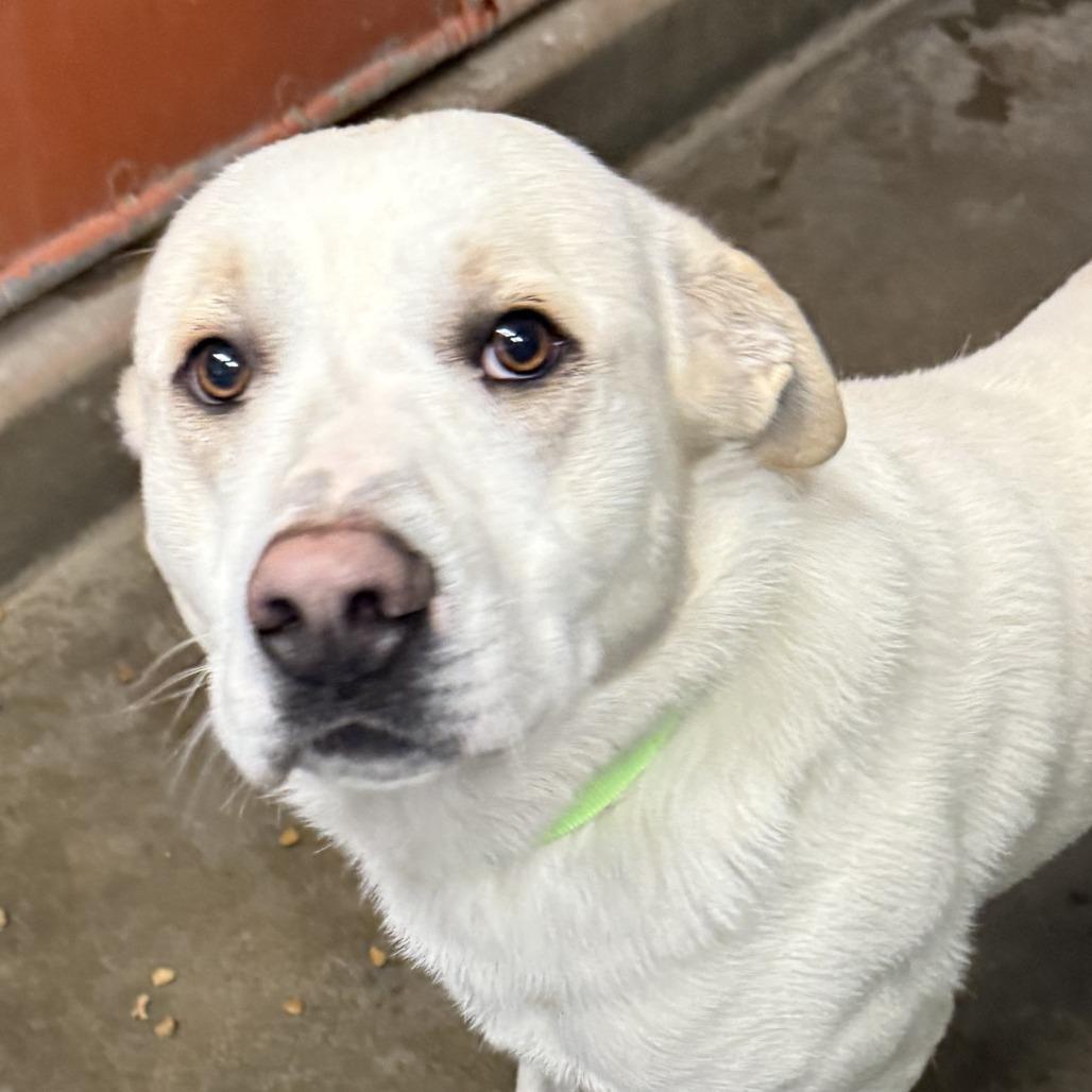 Enlarge Polar, a Adoptable Labrador Retriever in Carlin, NV image 1/1