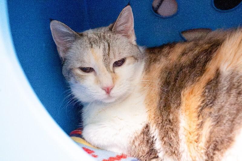 Luna Bear, Adoptable, Senior Female Domestic Short Hair.