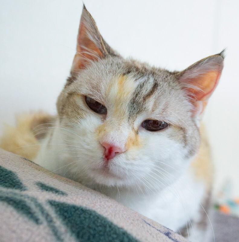 Enlarge Luna Bear, a Adoptable Domestic Short Hair in Arlington, WA image 3/5