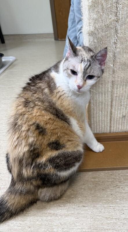 Enlarge Luna Bear, a Adoptable Domestic Short Hair in Arlington, WA image 5/5