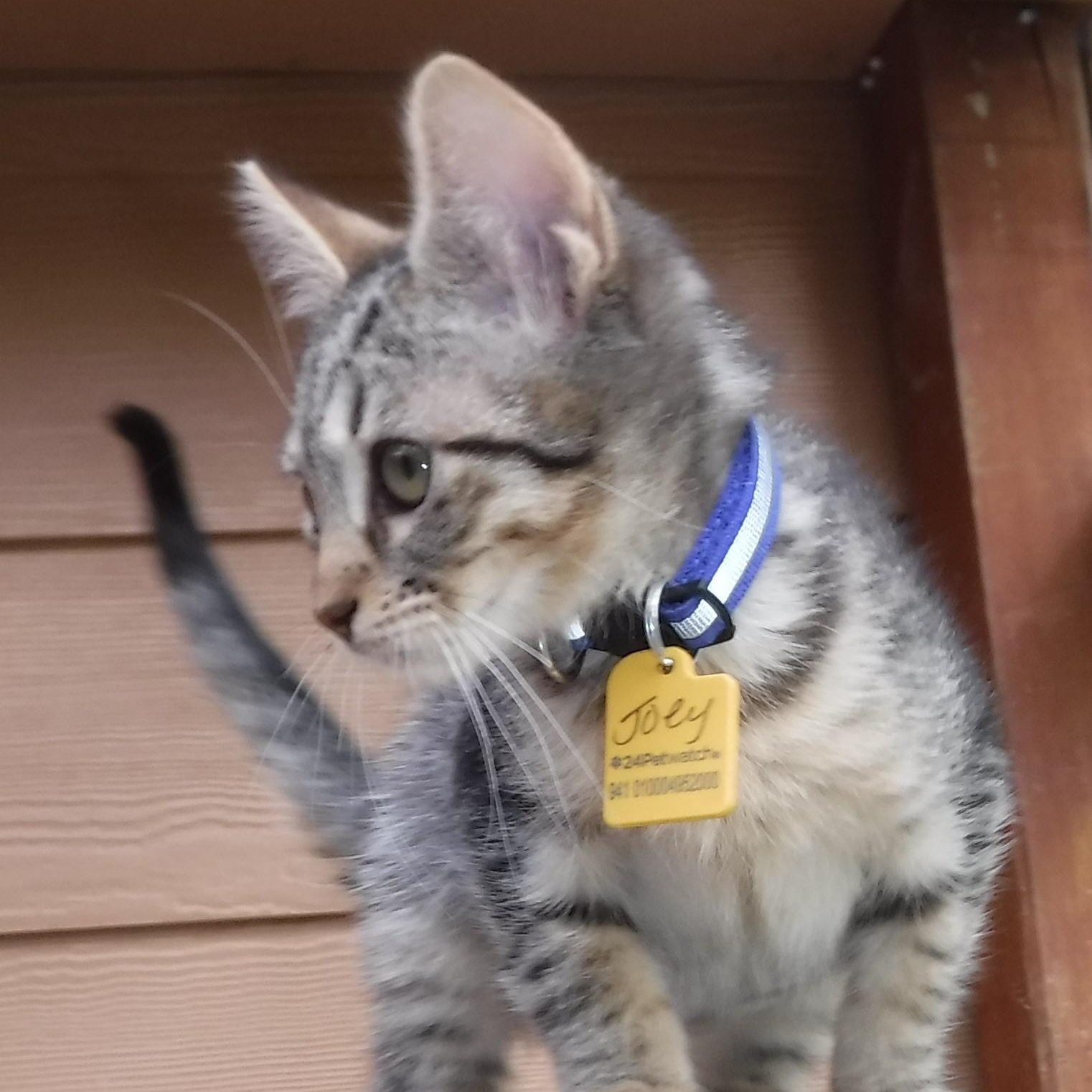 Joey  Lots Of thumbnail 5