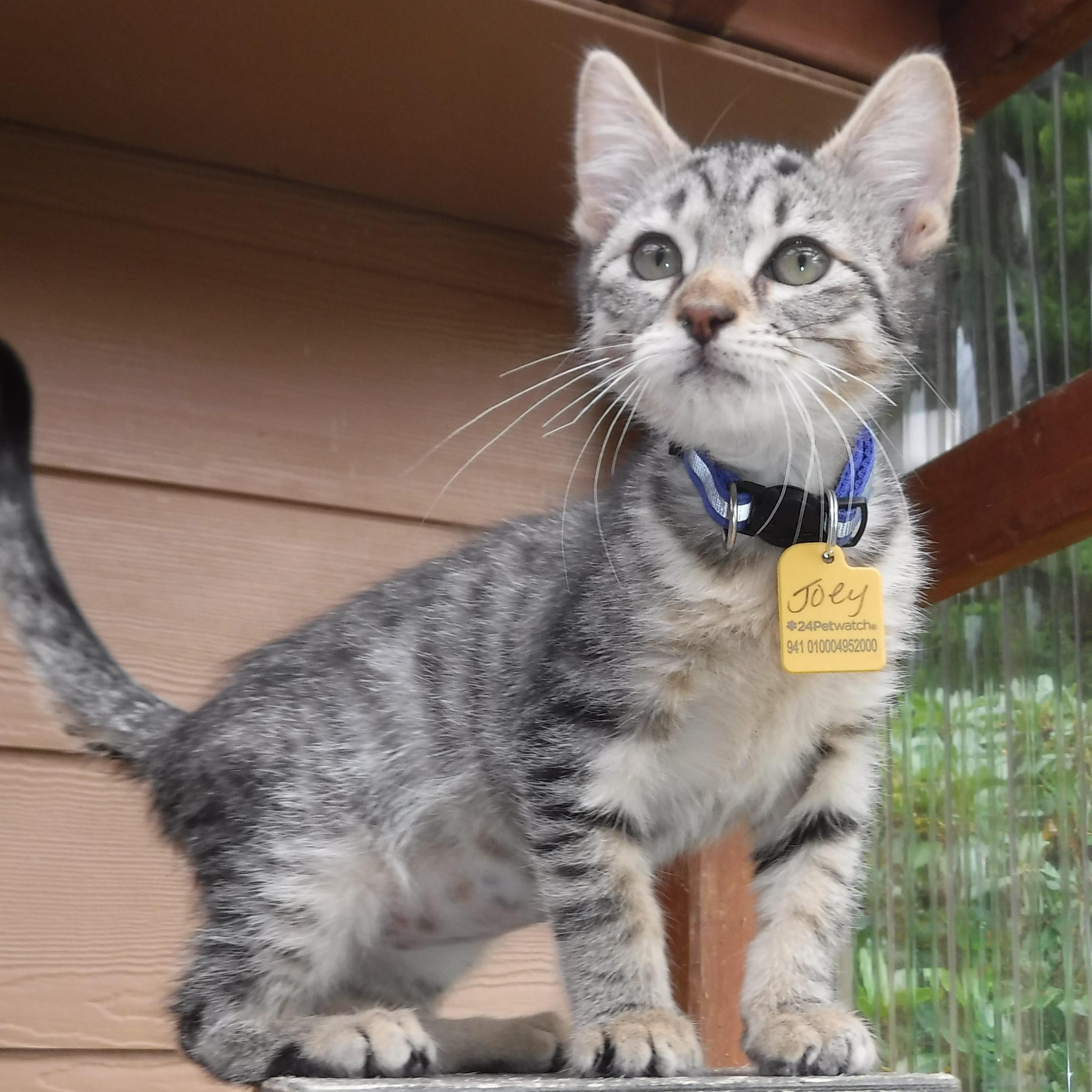 Joey  Lots Of thumbnail 3