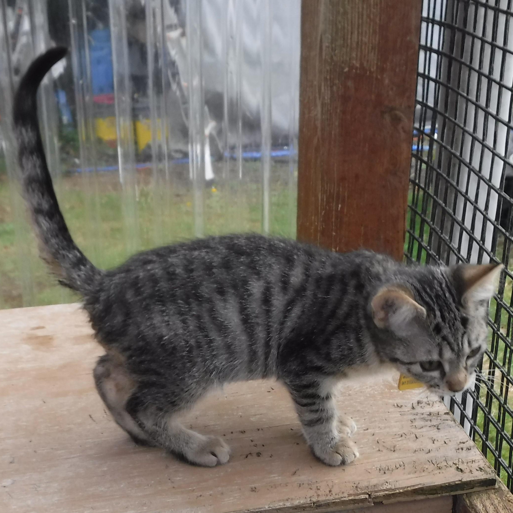 Joey  Lots Of thumbnail 2