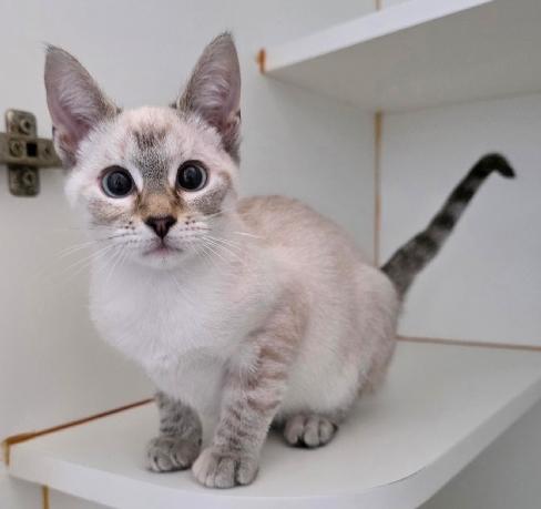 Princess Padme Amidala, Adoptable, Kitten Female Siamese.