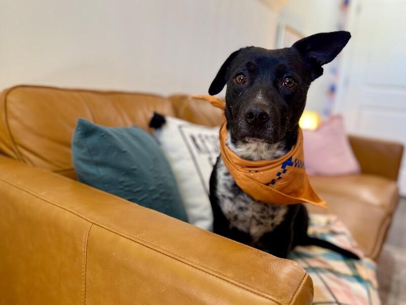 Dolly Calm Heart — thumbnail 5