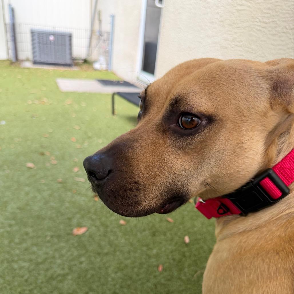 Enlarge Barista, a Adoptable mixed breed in Titusville, FL image 1/6