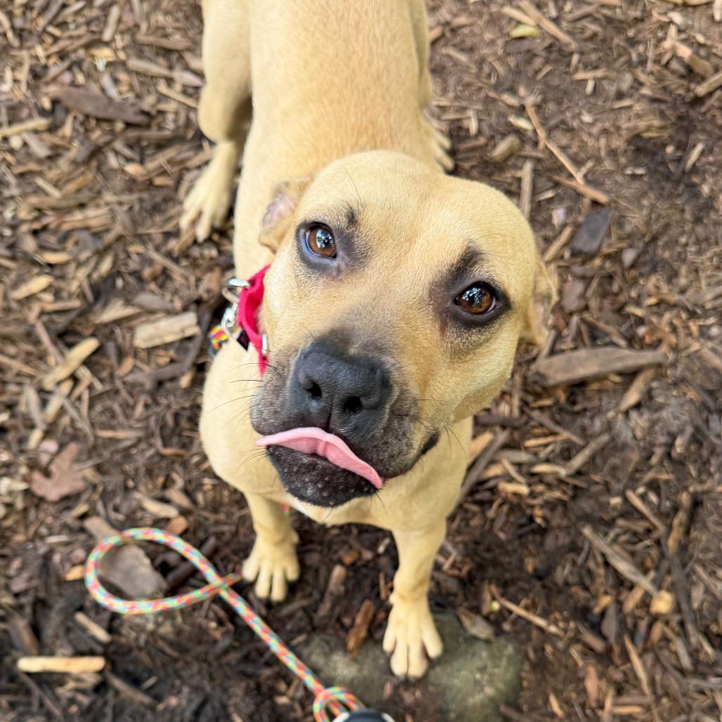 Enlarge Barista, a Adoptable mixed breed in Titusville, FL image 2/6