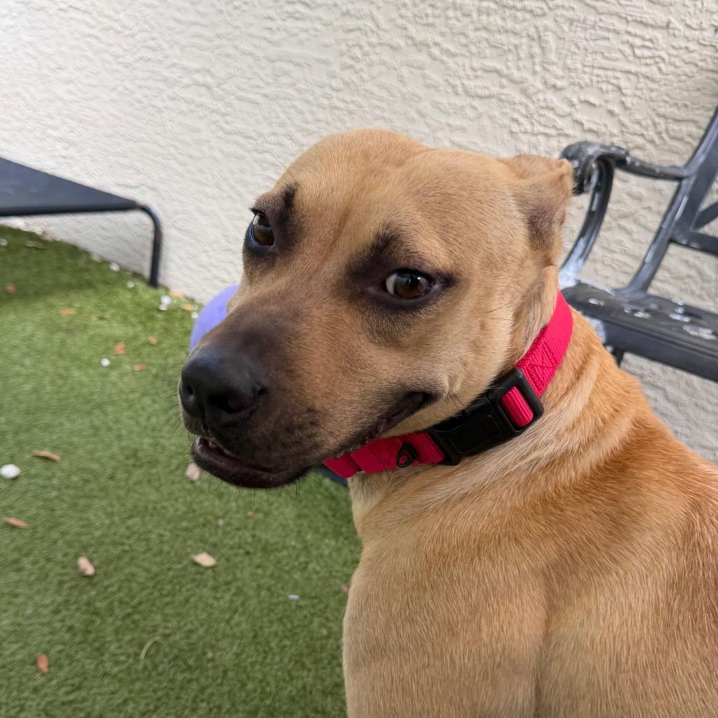 Enlarge Barista, a Adoptable mixed breed in Titusville, FL image 3/6