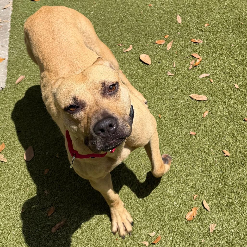Enlarge Barista, a Adoptable mixed breed in Titusville, FL image 4/6