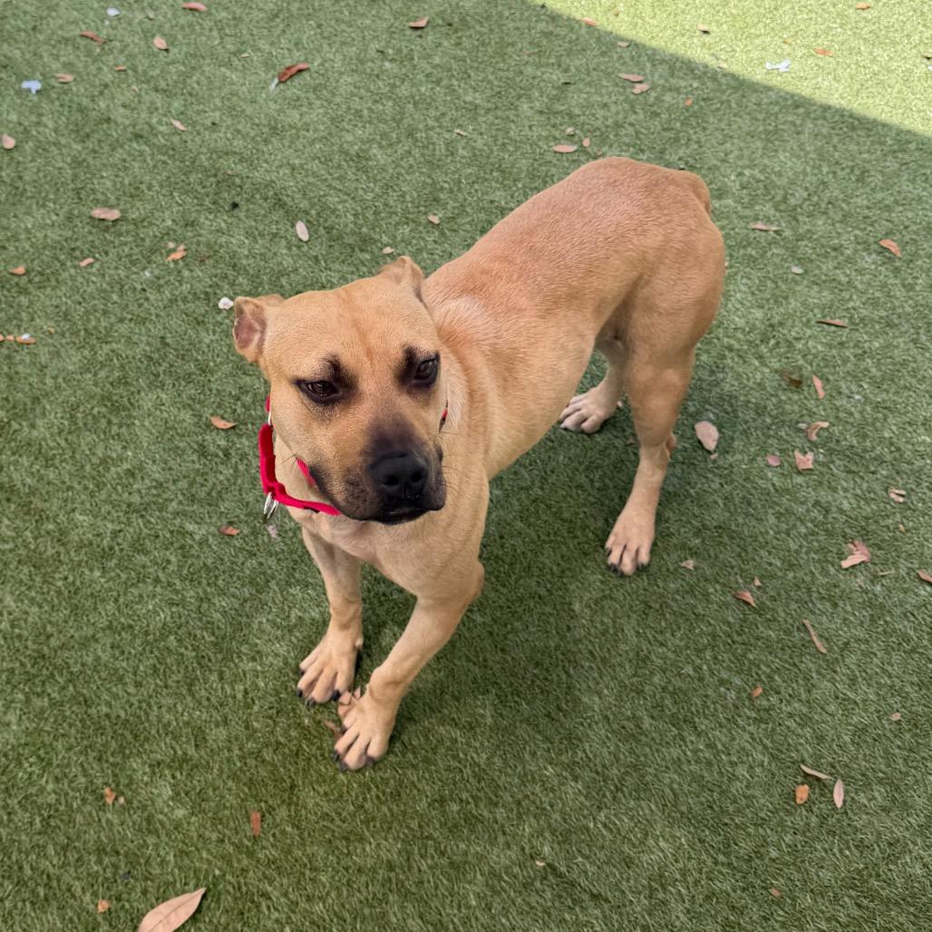 Enlarge Barista, a Adoptable mixed breed in Titusville, FL image 5/6