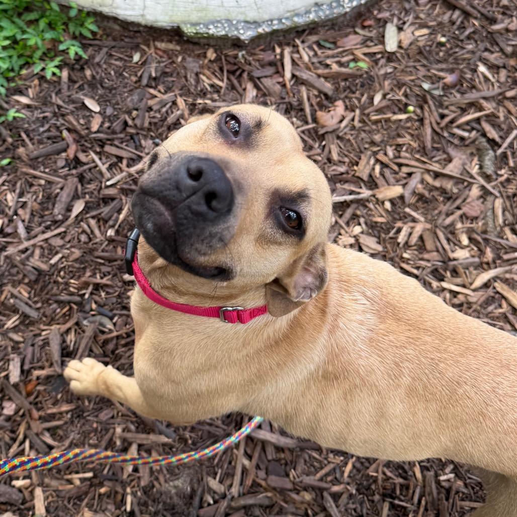 Enlarge Barista, a Adoptable mixed breed in Titusville, FL image 6/6