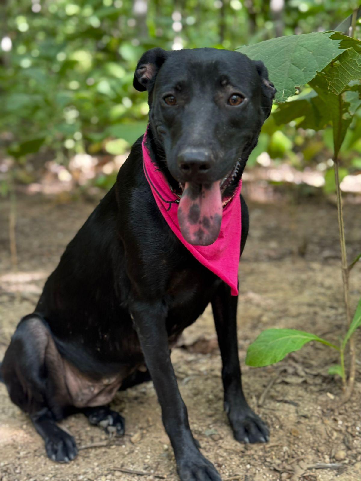Luna, ADOPTABLE, Young Female Black Labrador Retriever.
