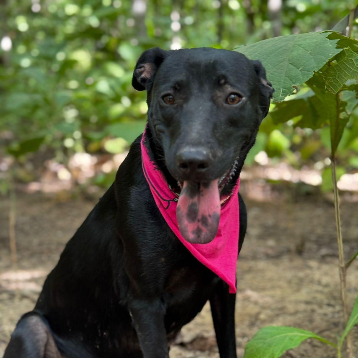 Enlarge Luna, a ADOPTABLE mixed breed in Vancouver, BC image 1/6