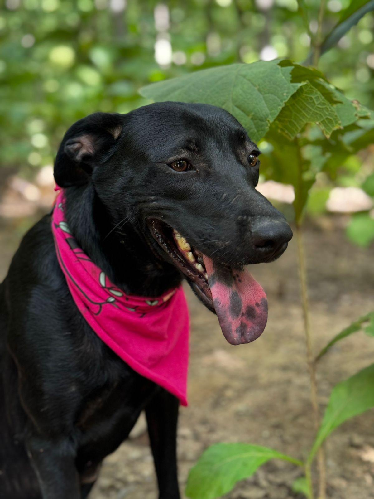 Enlarge Luna, a ADOPTABLE mixed breed in Vancouver, BC image 3/6