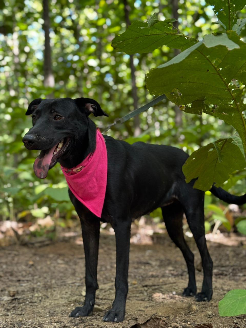 Enlarge Luna, a ADOPTABLE mixed breed in Vancouver, BC image 5/6