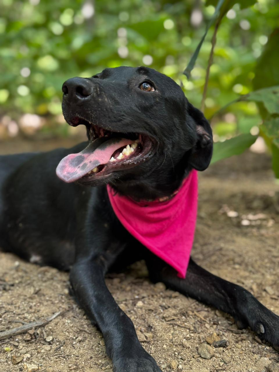 Enlarge Luna, a ADOPTABLE mixed breed in Vancouver, BC image 4/6