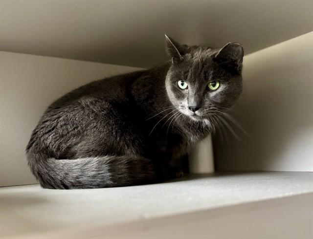 Enlarge ICONIC, a Adoptable Domestic Short Hair in Kalamazoo, MI image 1/1