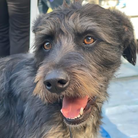 PIPIRIPAU, an adoptable Schnoodle, Schnauzer in Aliso Viejo, CA, 92656 | Photo Image 1