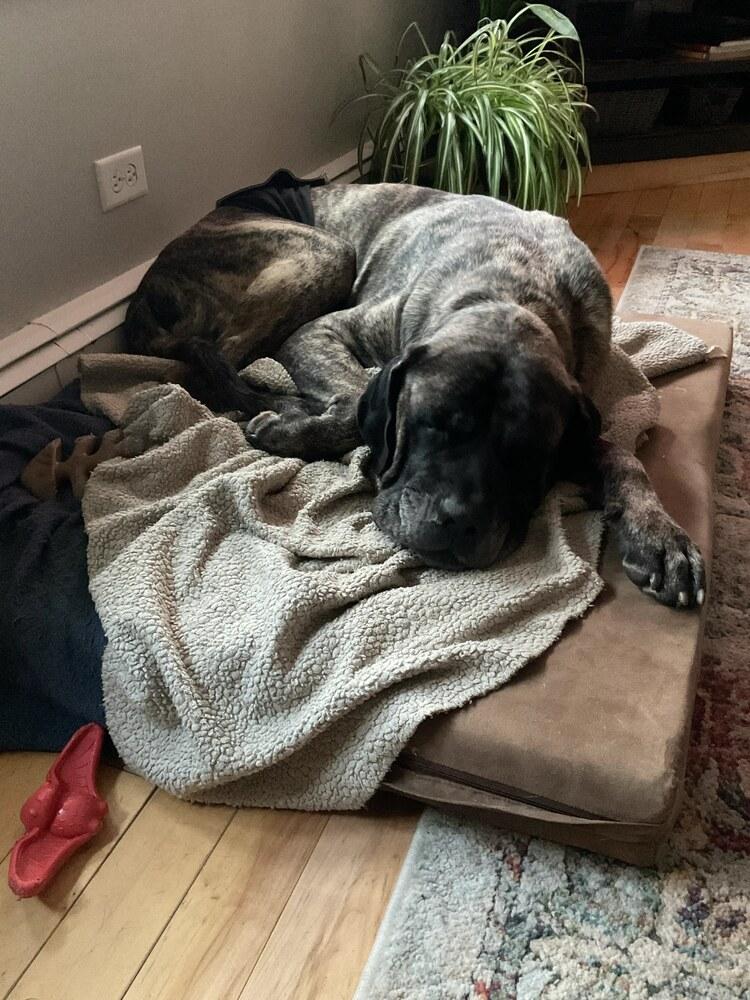 Monty, Adoptable, Adult Male Mastiff.