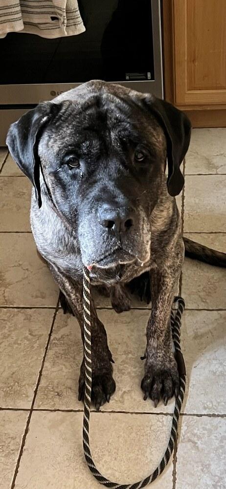 Enlarge Monty, a Adoptable Mastiff in Oswego, IL image 2/5
