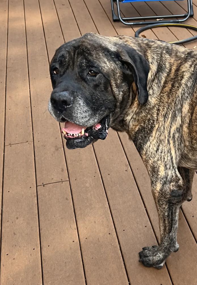 Enlarge Monty, a Adoptable Mastiff in Oswego, IL image 3/5