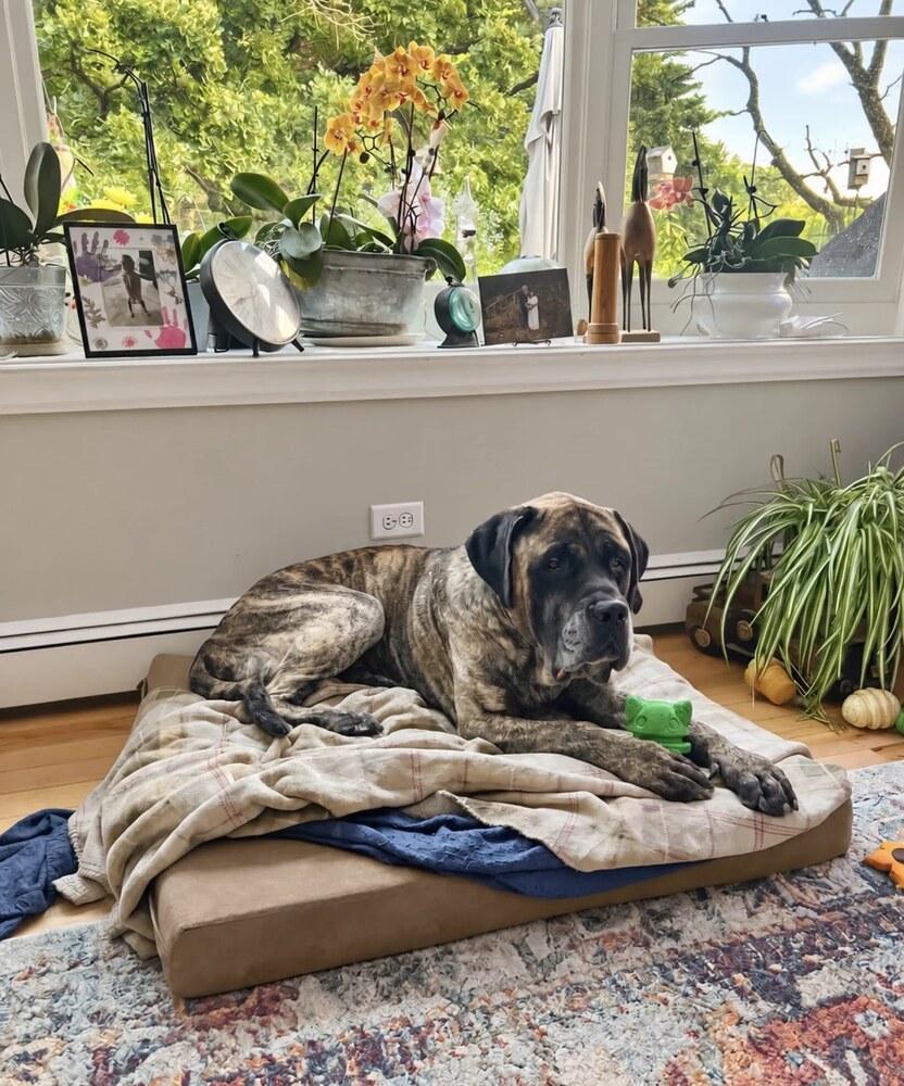 Enlarge Monty, a Adoptable Mastiff in Oswego, IL image 4/5